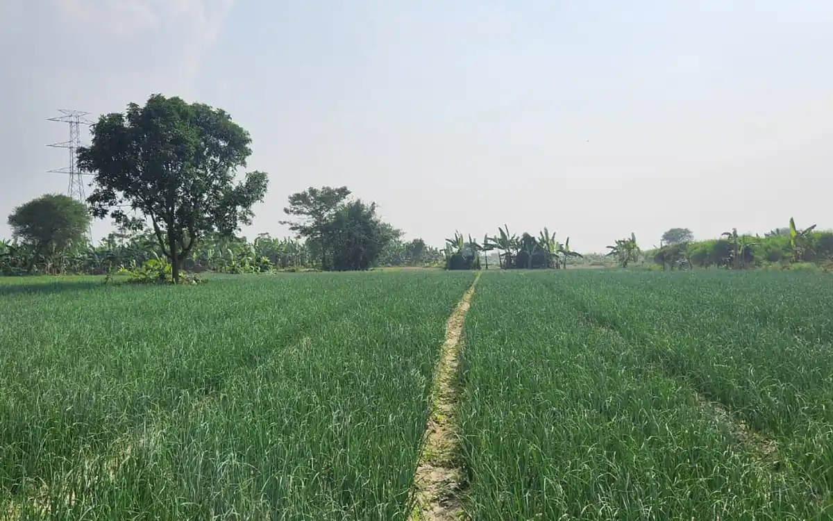 Green onion field with a footpath