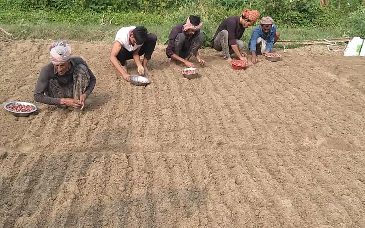 Onion Farming Notes: From Sowing to Harvest in the Field